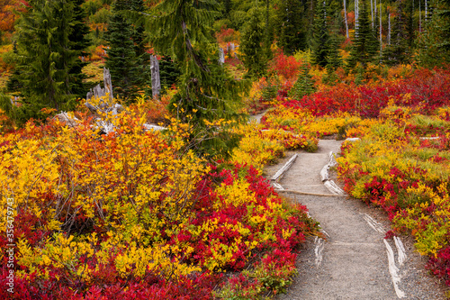 Fototapeta Naklejka Na Ścianę i Meble -  Stunning fall foliage along a hiking trail at Mt. Rainier National Park in Washington state
