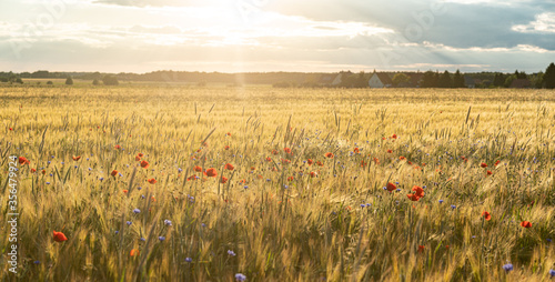 Mohnblumen, Feld