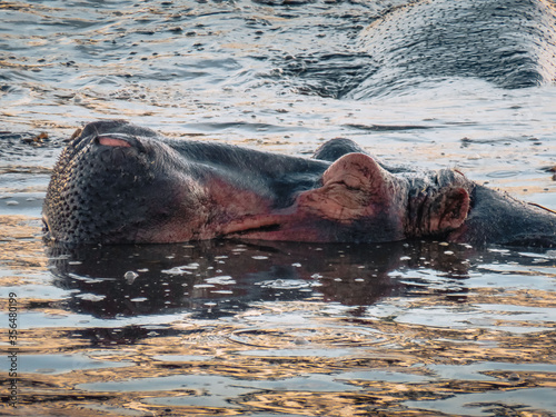 Portrait Hippopotame Animal Afrique