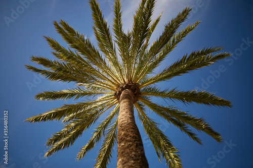 Palm tree close up. Scenic view. Palm trees.