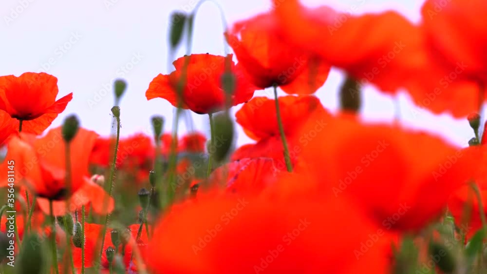 Nahaufnahme von Weizen, Mohn, Mohnfeld, Weizen, Getreide, Panorama, Weizen, Getreide, Ansicht, Feld,