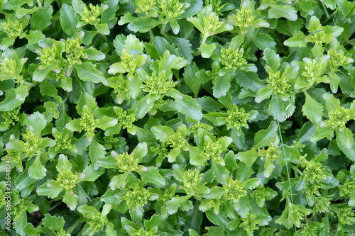 Stonecrop Kamchatka, sedum kamtschaticum, background of green leaves photo