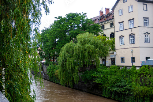 weeping willows by the river after long rains in the old town