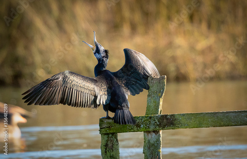 Cormorant Drying Off © Kevin Doyle