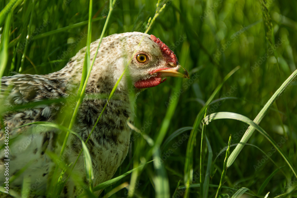 A young white hen laying hen on free maintenance, walking on the green grass in the farmyard. A young white hen laying hen on free maintenance, walking on the green grass in the farmyard.