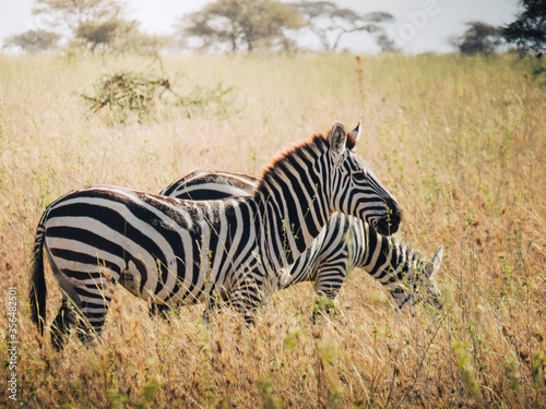 Paysage Z  bre Safari Tanzanie Afrique