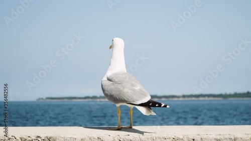 Static close up shot, Seagull watching around and fly away.