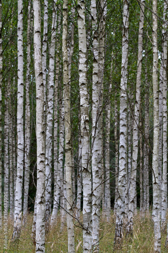 Fototapeta premium Birkenwald