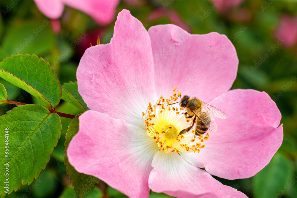 A bee collects honey from a rosehip flower.