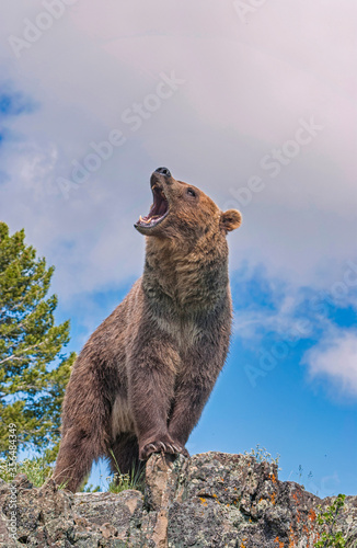 Grizzly bear roar