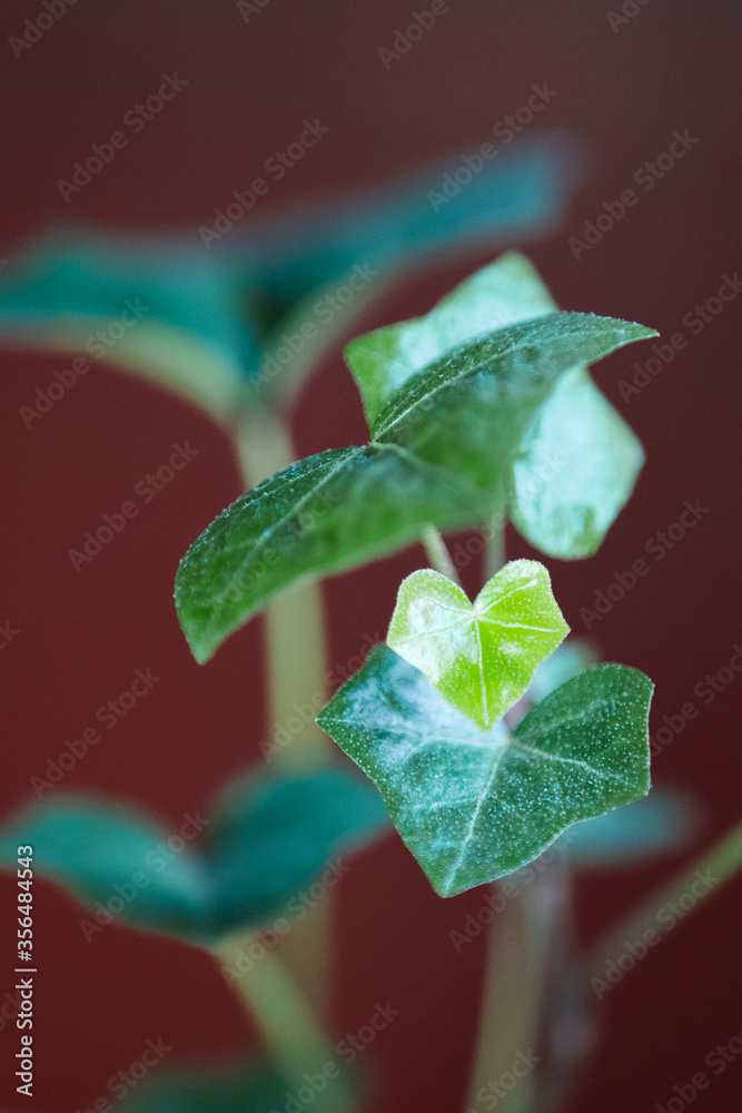 Closeup of ivy leaves on indoor ivy houseplant Closeup of ivy leaves on indoor ivy houseplant