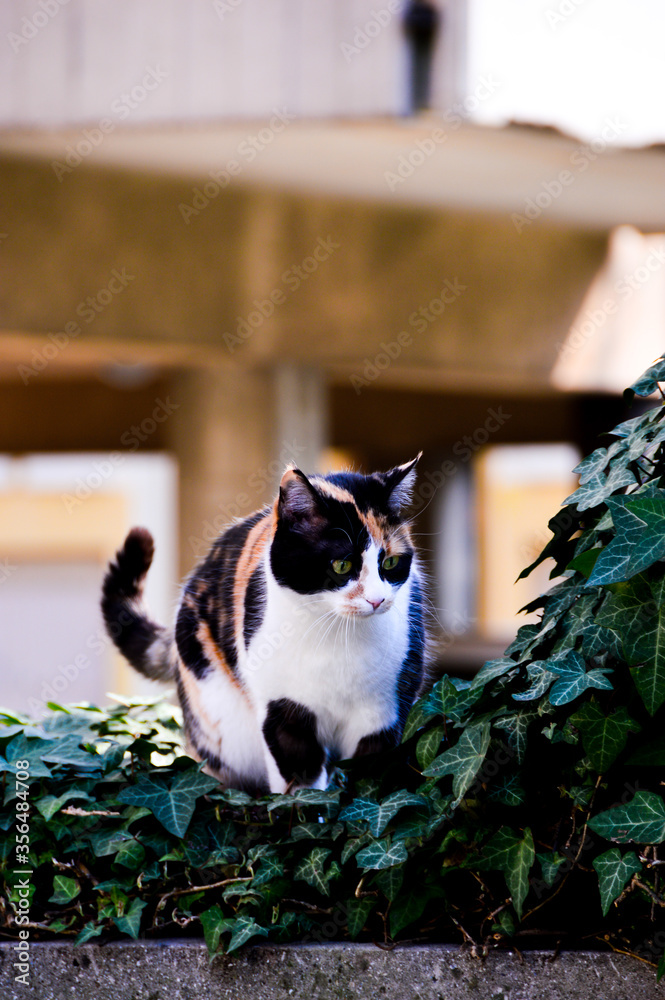 This is the repose of a careful predator This is the repose of a careful predator