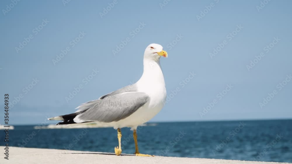 Static close up shot, Seagull watching around and fly away, sea in background. Static close up shot, Seagull watching around and fly away, sea in background.