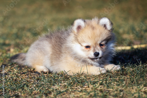 portrait of a cheerful mini Pomeranian puppy on the grass