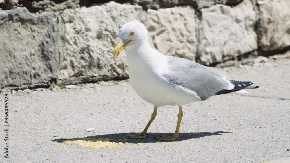 Static close up shot, Seagull eat food and fly away. Static close up shot, Seagull eat food and fly away.