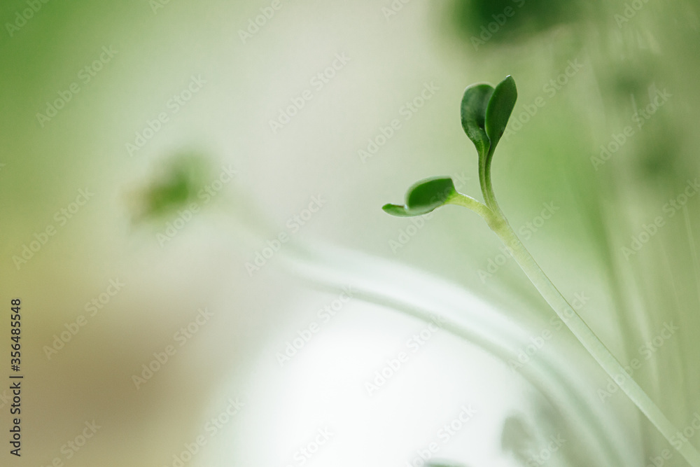 Micro green close up. Healthy food concept Micro green close up. Healthy food concept