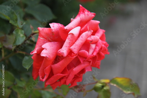 Giant pink rose blossom fall romantic flower 
