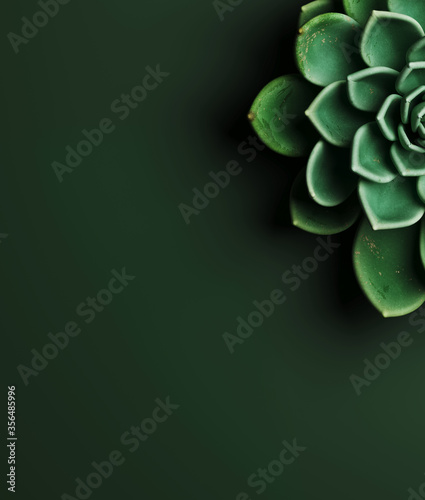 Minimal cosmetic background for product presentation. Green echeveria succulent plant on green background. Object isolate clipping path included. 3d render illustration. 