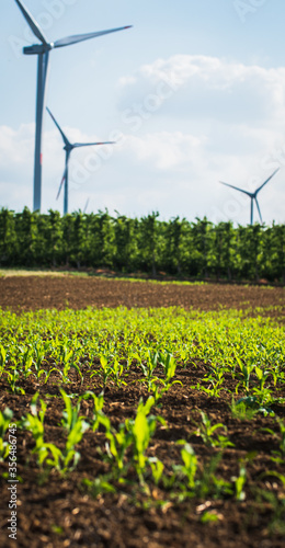 fresh crops on an agricultural field with wind turbines in the background