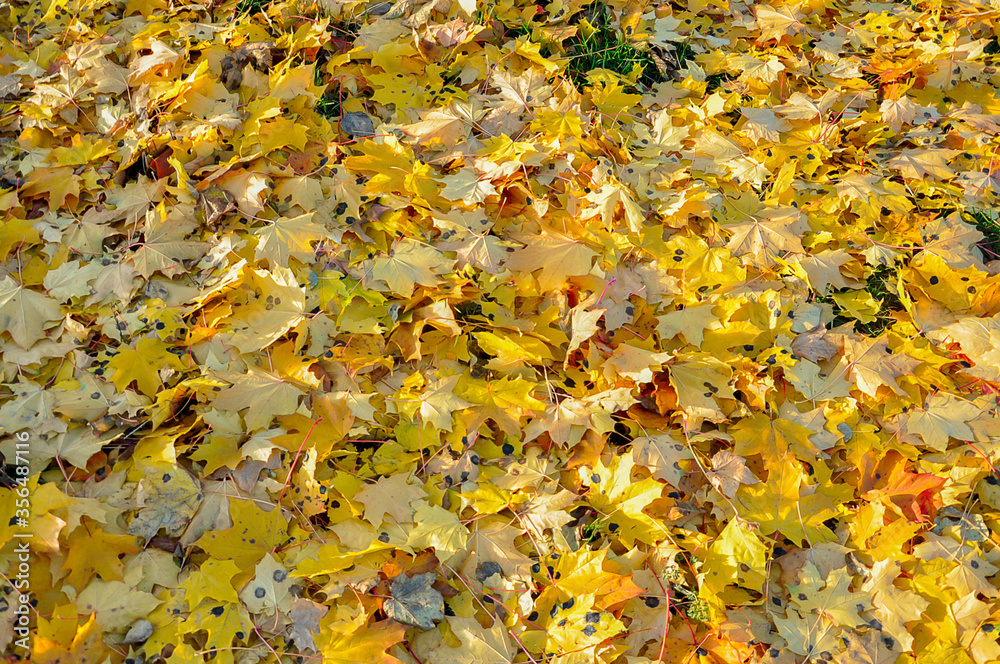 Spotted maple autumn leaves. Growing background and texture of yellow fallen maple foliage with black spots. Spotted maple autumn leaves. Growing background and texture of yellow fallen maple foliage with black spots.