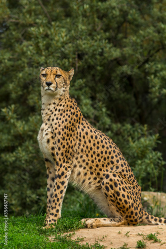 cheetah  Acinonyx jubatus  in the nature