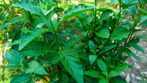 Gymnanthemum extensum leaves are medicinal plants to treat diabetes. photo