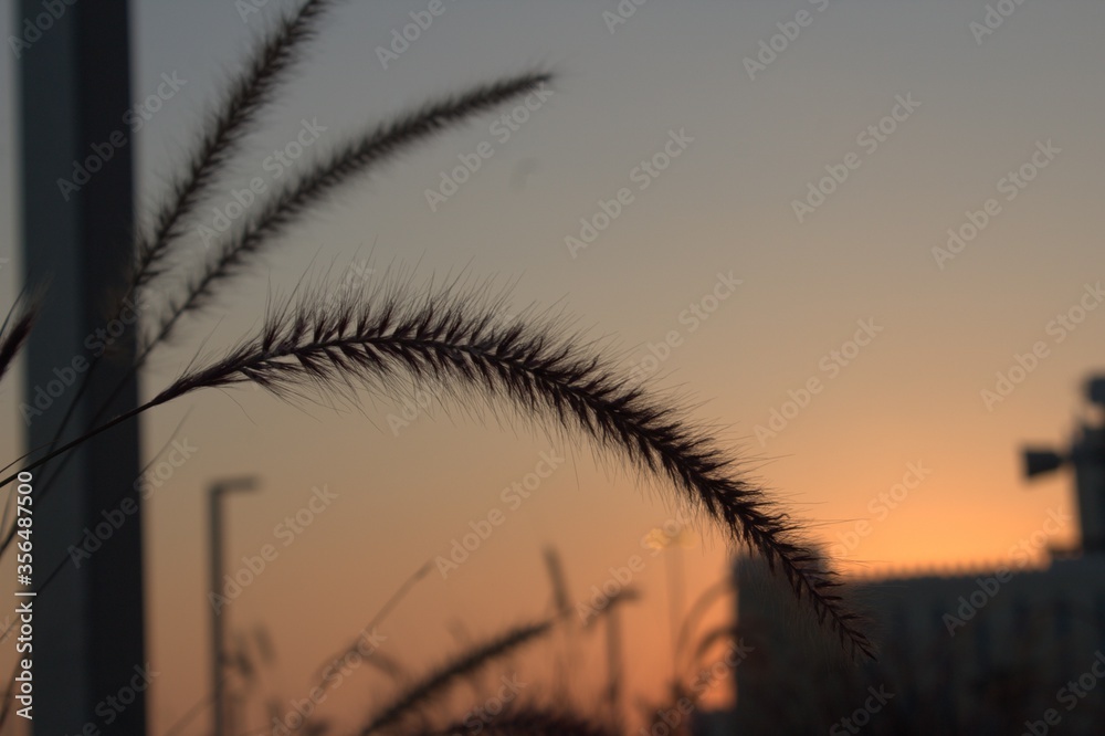 Fototapeta premium sunset in the field
