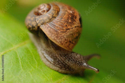 Snail on a green leaf during the monsoons