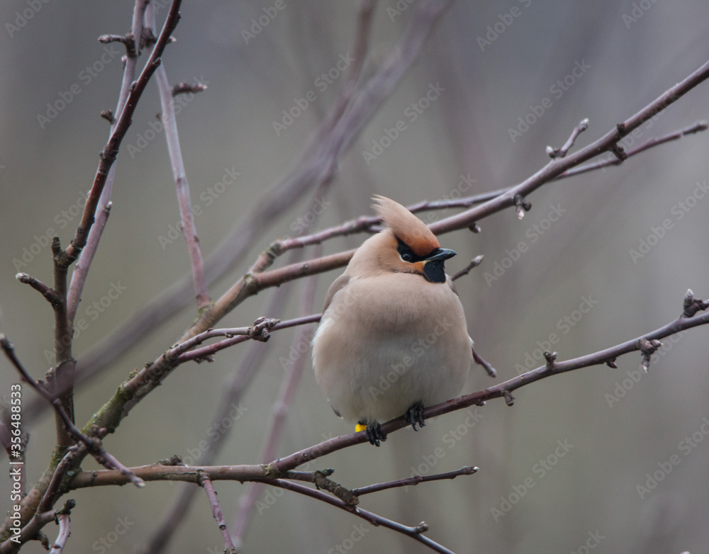 Bohemian waxwing colourful tufted bird perching in a cold spring day Bohemian waxwing colourful tufted bird perching in a cold spring day