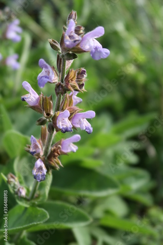 Blossoms of Salvia officinalis