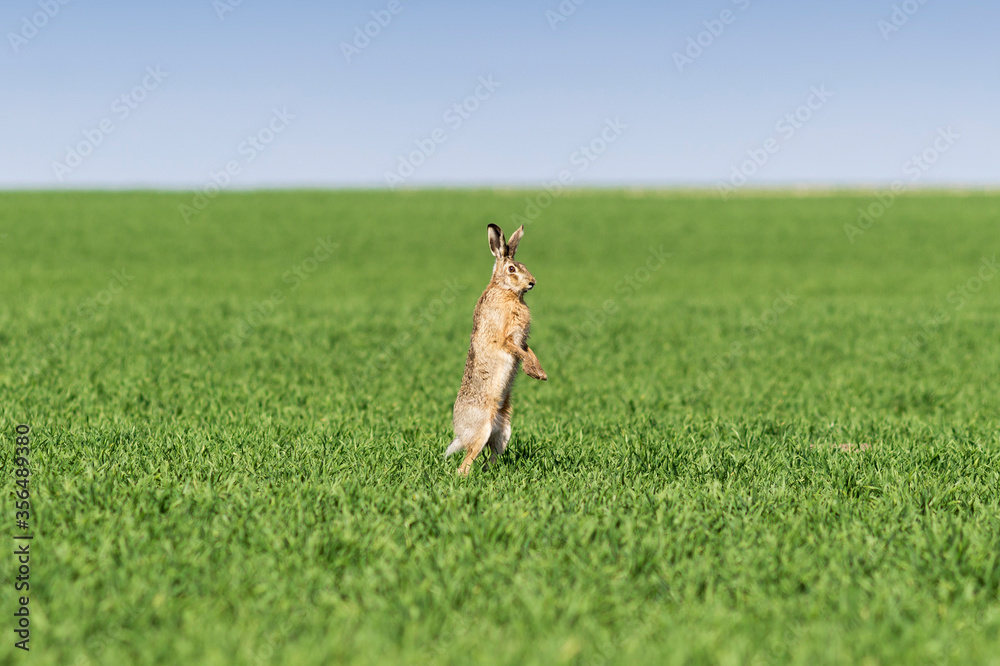 The european brown hare (Lepus europaeus) in the middle of the green field during spring months. The european brown hare (Lepus europaeus) in the middle of the green field during spring months.