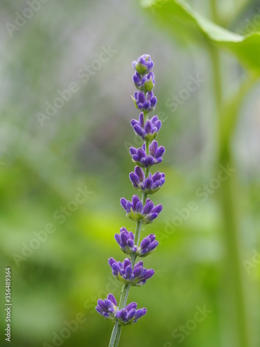 Lavender blooming in a Spring garden