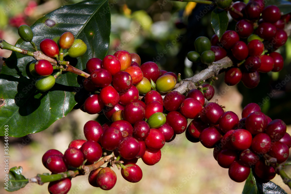Kaffeekirschen an der Kaffeepflanze