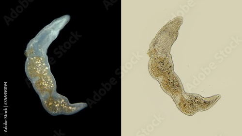 worm Microstomum sp. under the microscope, Microstomidae family, Macrostomida order, Turbellaria class, in which it is possible to observe individual segments of indivisible individuals (zooids), duri photo