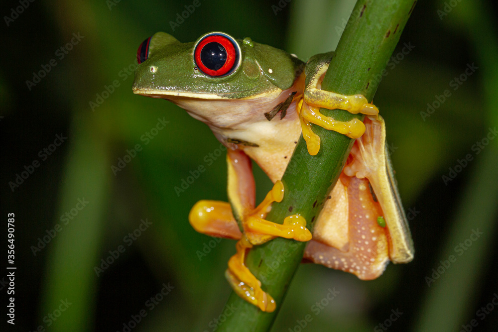 Naklejka premium red eyed tree frog