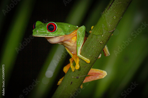 red eyed tree frog © +NatureStock