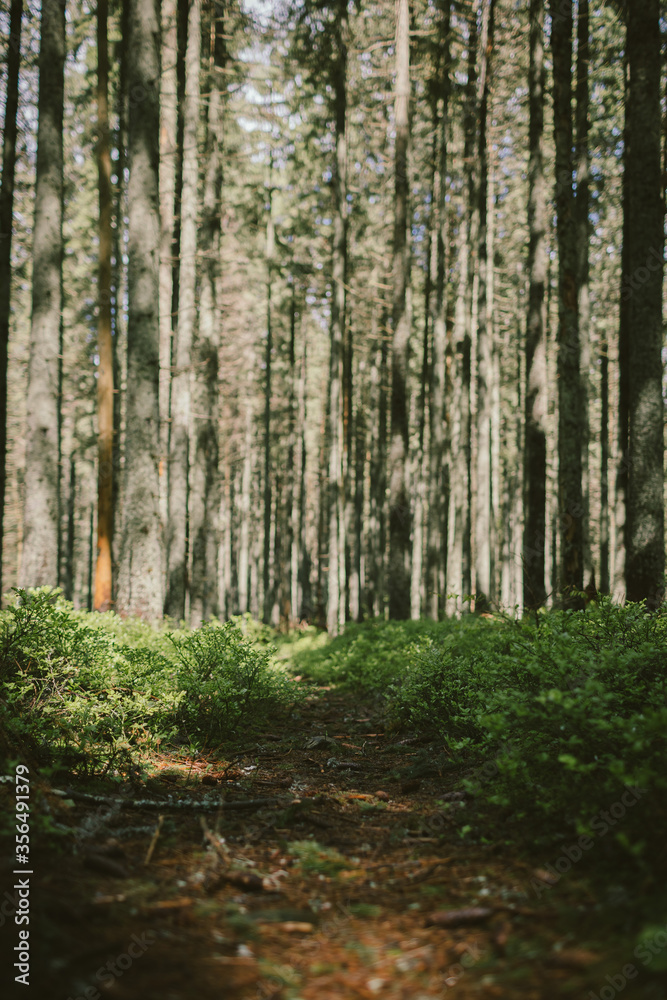 A tree in a forest A tree in a forest