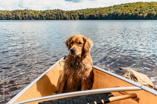 Golden Retriever in anoe on lake