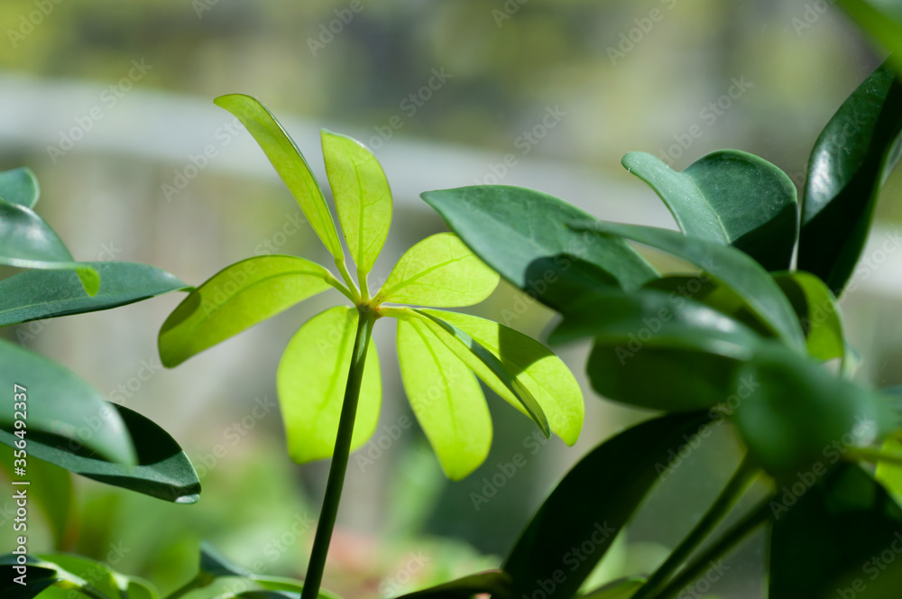 Green, smooth and shinyl eaves of schefflera. Botanical macrophotography for illustration of schefflera Green, smooth and shinyl eaves of schefflera. Botanical macrophotography for illustration of schefflera