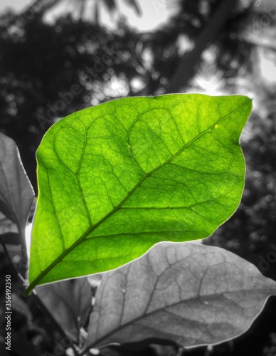 close up of green leaf