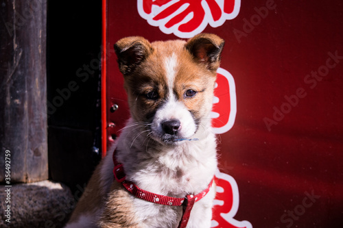 Canvas Print Cute puppy dog in the streets of Shanghai, China.