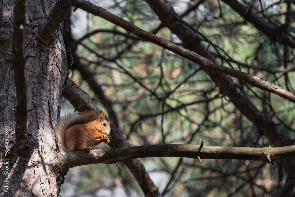 Funny euroasian red squirrel with fluffy tail eat nut while sitting on tree brunch in summer woodland park outdoors Funny euroasian red squirrel with fluffy tail eat nut while sitting on tree brunch in summer woodland park outdoors