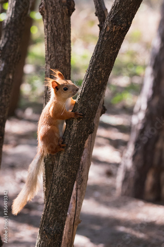 Funny euroasian red squirrel looking looking away while sitting on tiny tree trunk clutching the bark in woodland park outdoors