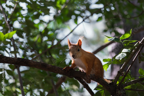 Funny red squirrel backlighted sitting on tiny tree branch and looking into camera © Alexandr