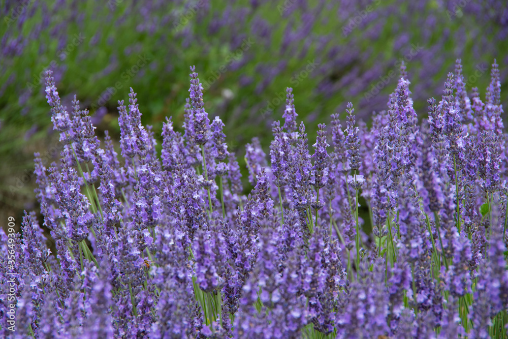 Fototapeta premium violet lavender in the field in England