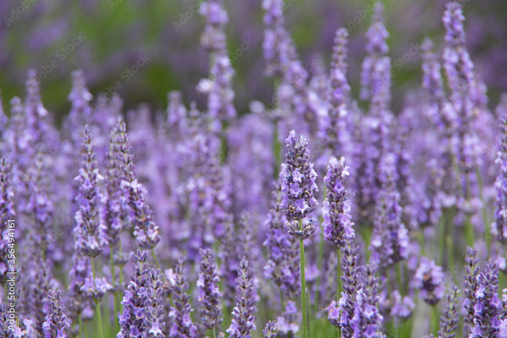 violet lavender in the field in England violet lavender in the field in England