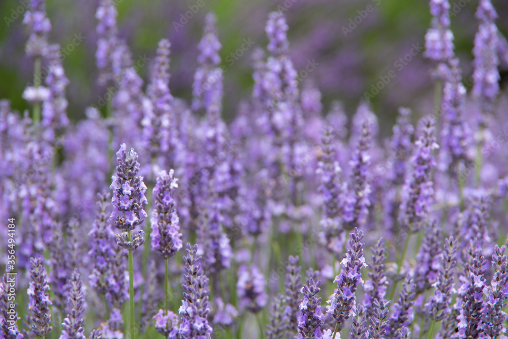 violet lavender in the field in England