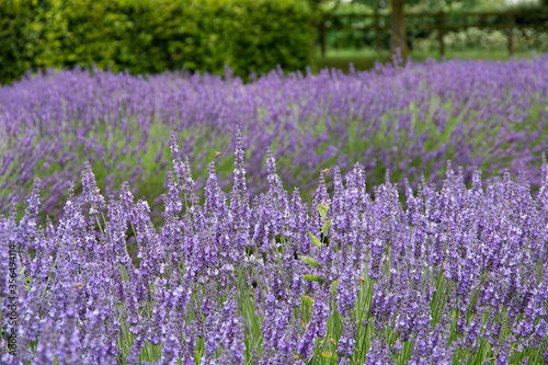 violet lavender in the field in England