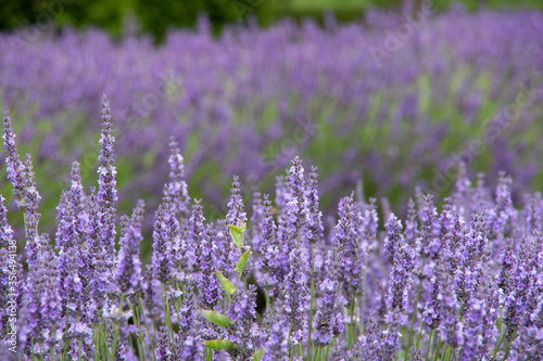 violet lavender in the field in England