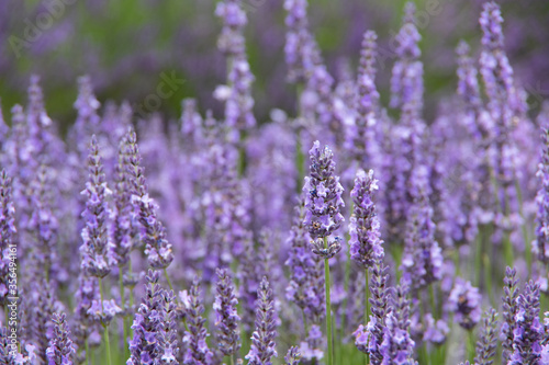 violet lavender in the field in England © yare yare